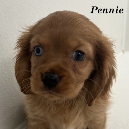 puppy, for, sale, Cockaliers, Joe & Cherri  Overlease, dog, breeder, Miller, MO, dog-breeder, puppy-for-sale, forsale, nearby, find, puppyfind, locator, puppylocator, aca